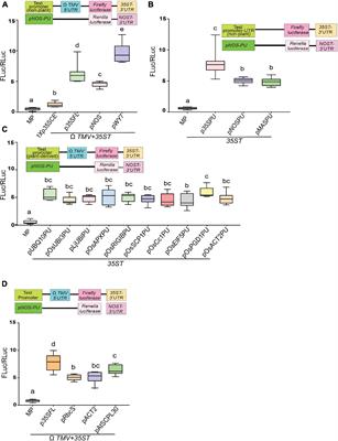 Design and Analysis of Native Photorespiration Gene Motifs of Promoter Untranslated Region Combinations Under Short Term Abiotic Stress Conditions